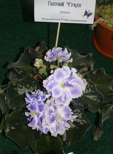 Юли1.jpg