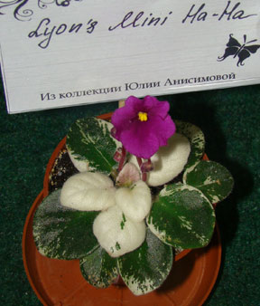 Юли4.jpg