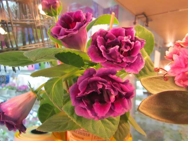 IMG_5863#001.jpg