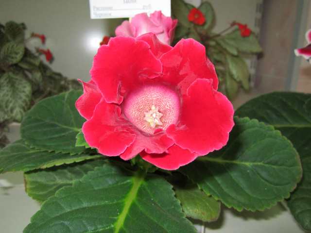 IMG_5918#001.jpg