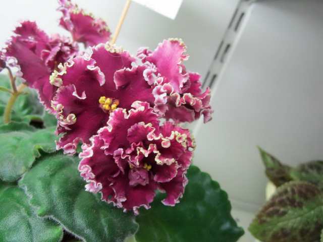 IMG_5922#001.jpg