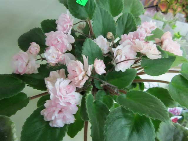 IMG_5943#001.jpg