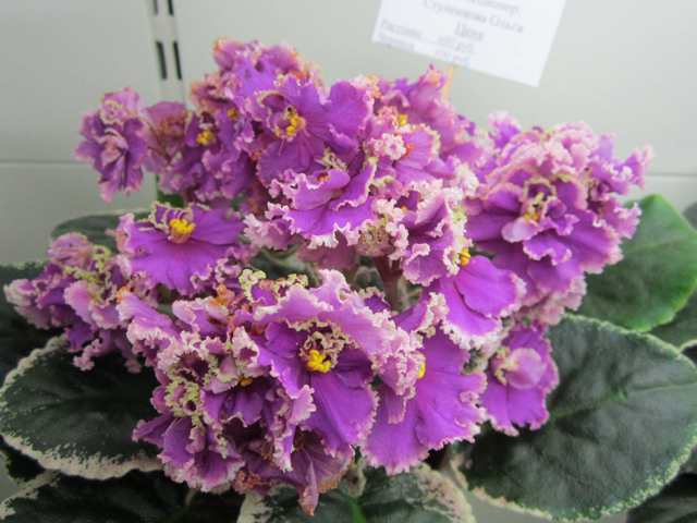 IMG_6008#001.jpg