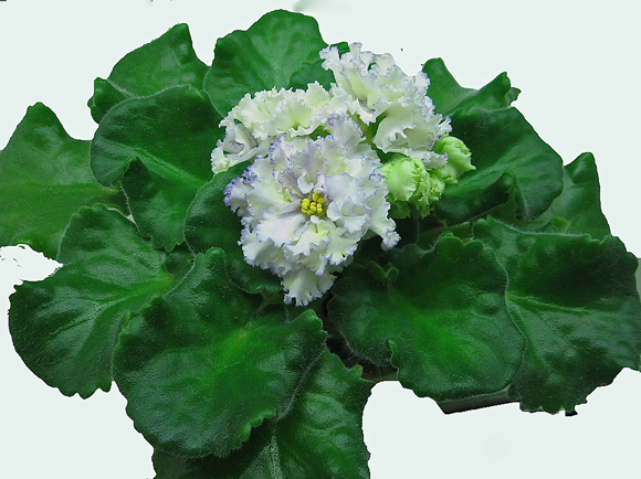 EK-SM-Komarov.jpg