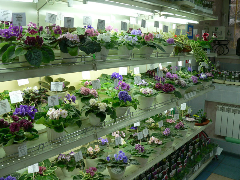 P1810432.JPG