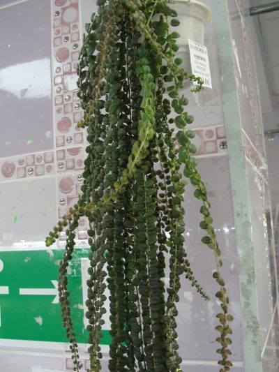 K. microphilla.jpg