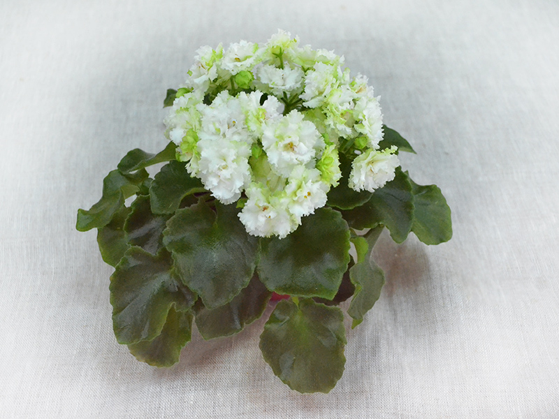 Irish Flirt (S. Sorano). Колл.Н.Дорофеев