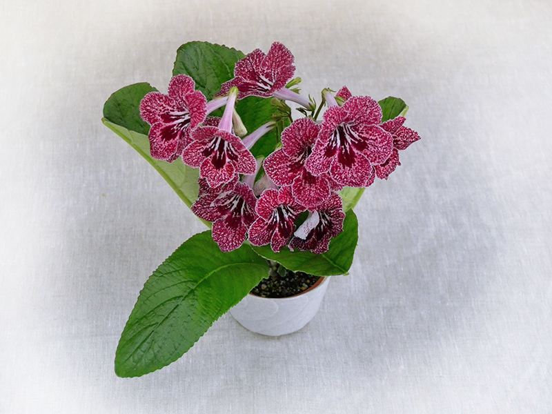 DS-Земляника(Dimetris). Колл.Н.Дорофеев