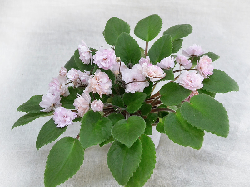 Lituanika (Бутене). Колл.Л.Тельных