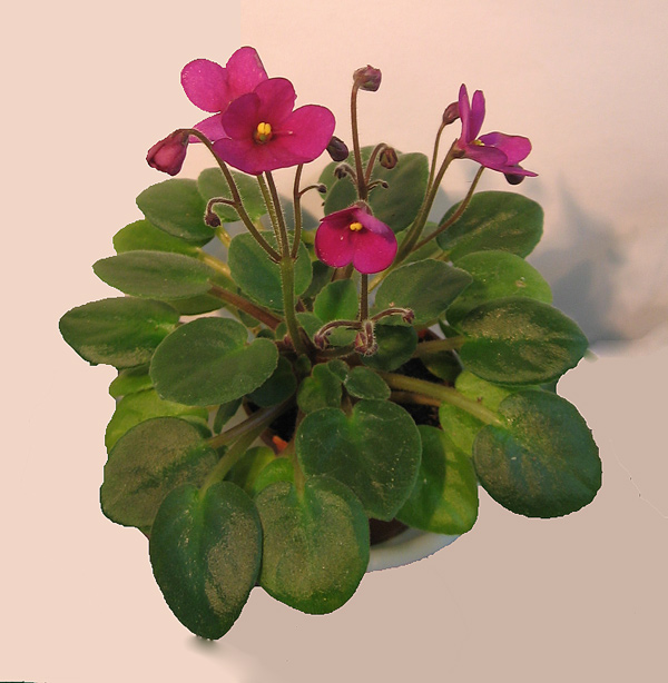 JIM's VIOLET DIP