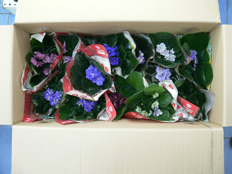P1810659.jpg