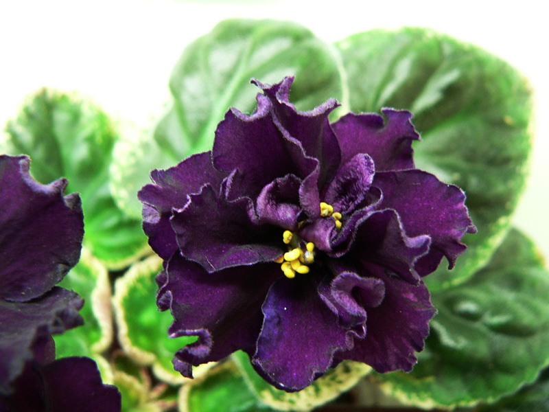 Ma's Purple Poodle 733.jpg
