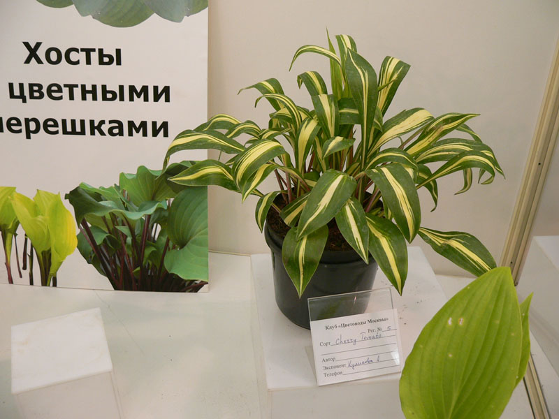 P1810840.JPG
