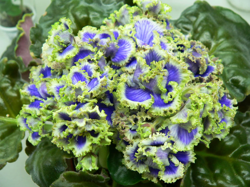Cajun%27s Royal Knockout 674.jpg