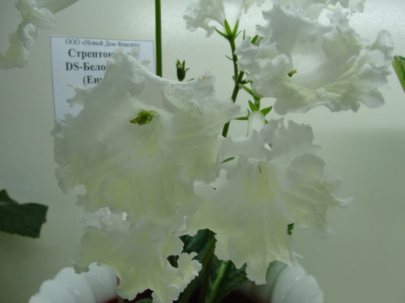 DS-Белое Золото Пак.jpg