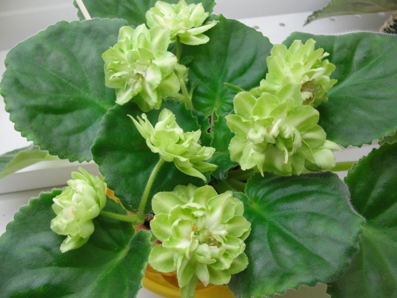 Spring Rose спорт Дор.jpg