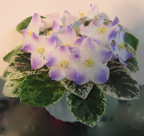 Shirl's-Hawaiian-Lei-Dan1.jpg