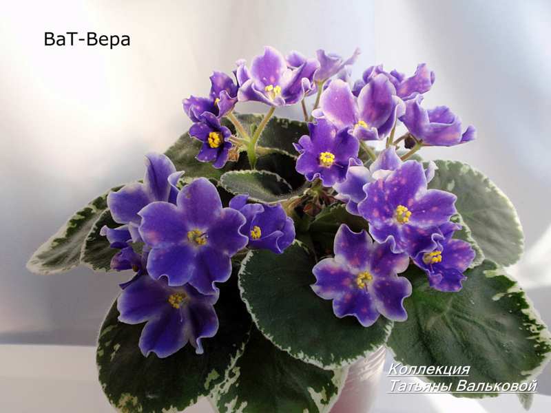 ВаТ-Вера_800x600.jpg