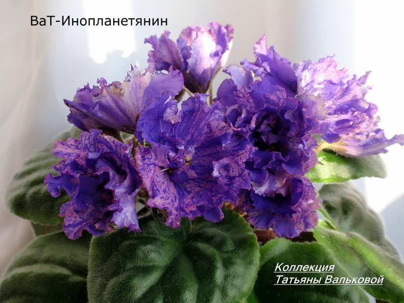 ВаТ-Инопланетянин_800x600.jpg