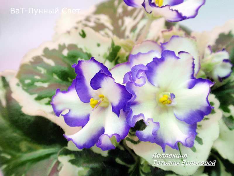 ВаТ-Лунный Свет_800x600.jpg