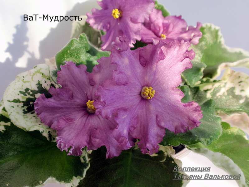 ВаТ-Мудрость_800x600.jpg