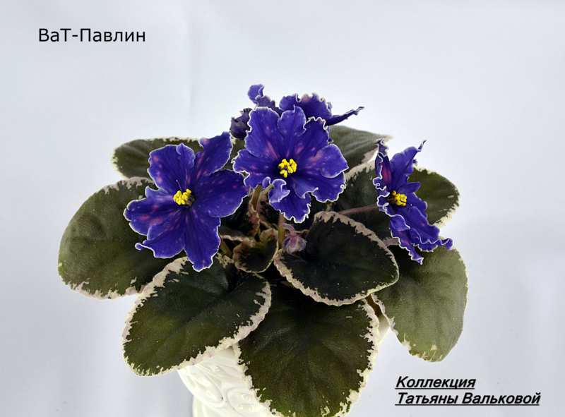 ВаТ-Павлин_800x591.jpg
