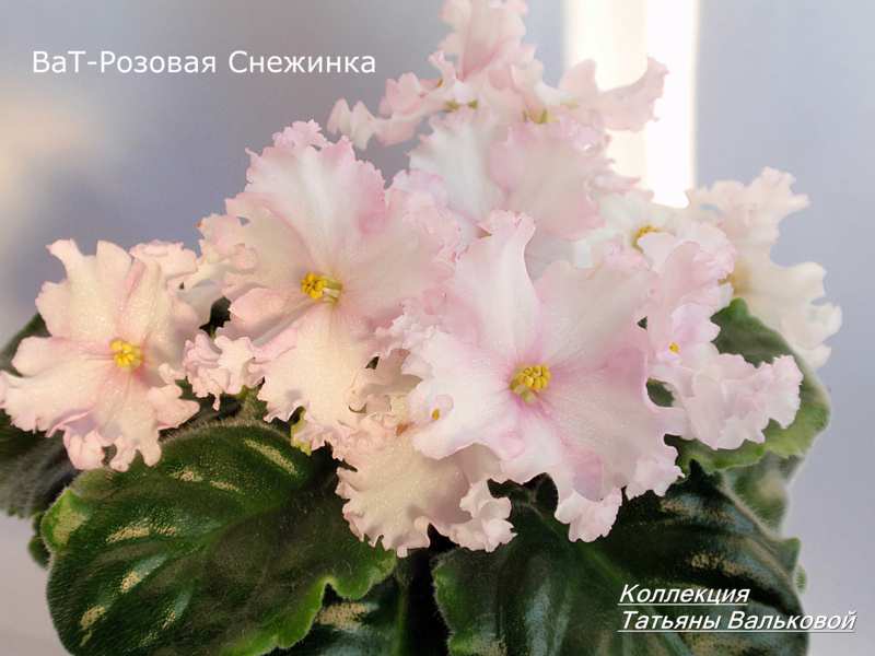 ВаТ-Розовая Снежинка_800x600.jpg