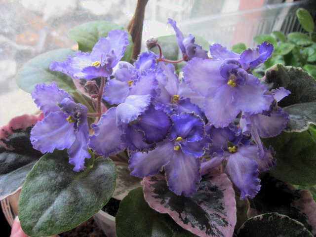 Buckeye Lavender Mist
