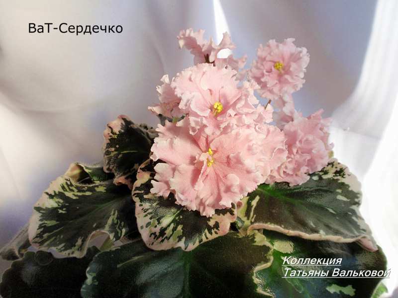 ВаТ-Сердечко_800x600.jpg