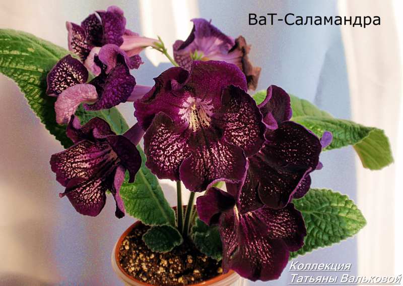 ВаТ-Саламандра_800x567.jpg
