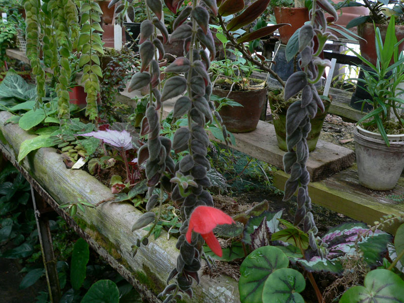 C.gloriosa v purpurea 086.JPG