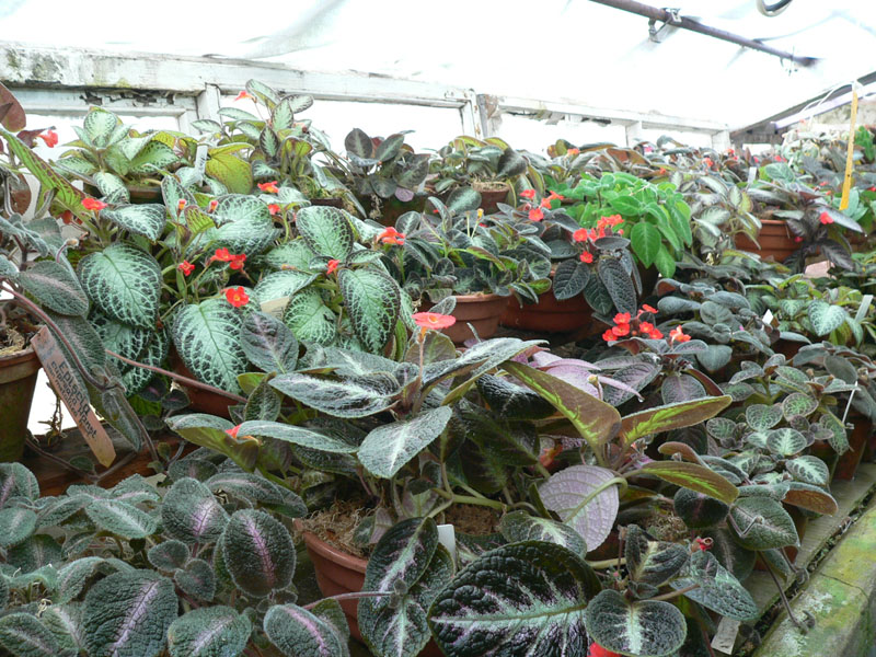 P1820110.JPG