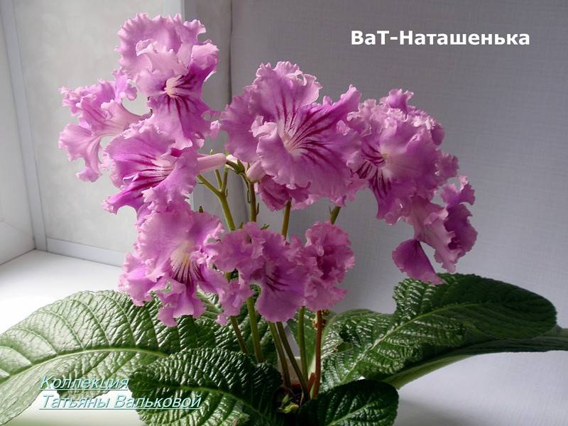 ВаТ-Наташенька_800x600.jpg
