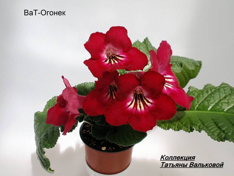 ВаТ-Огонек_800x600.jpg