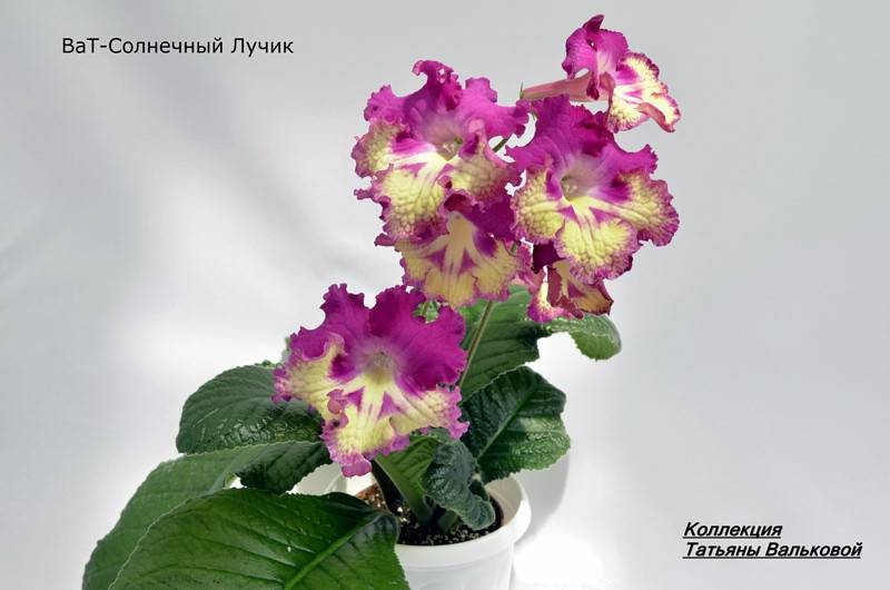 ВаТ-Солнечный Лучик_800x530.jpg