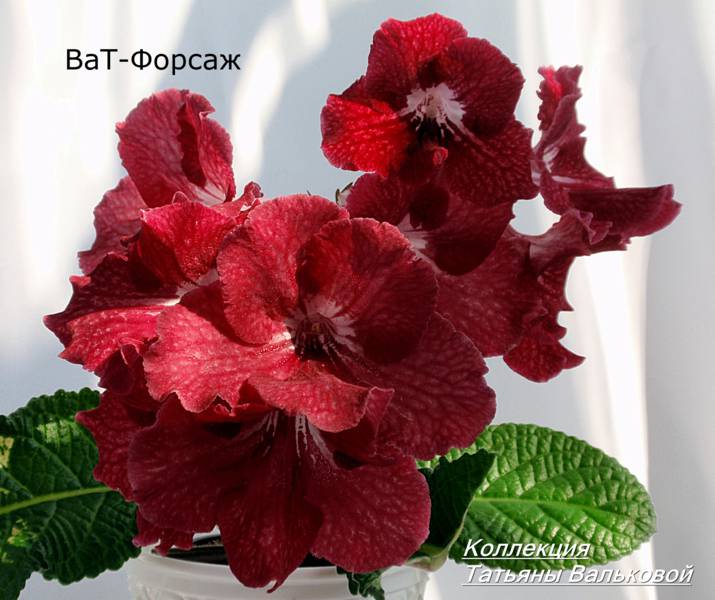 ВаТ-Форсаж_715x600.jpg