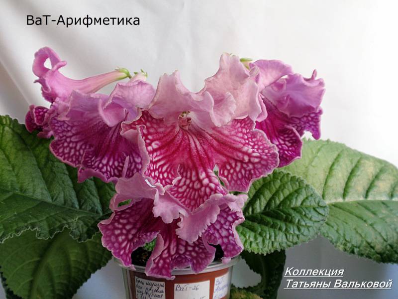 ВаТ -Арифметика._800x600.jpg