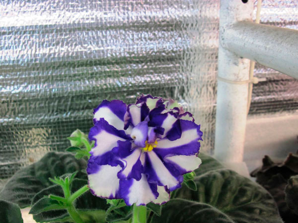 Jenny's-Delight-Химера-от-Arctic-Frost.jpg