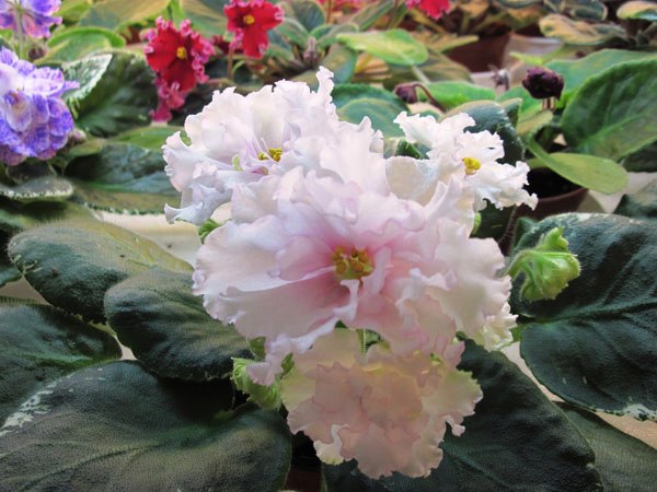 IMG_5753.jpg