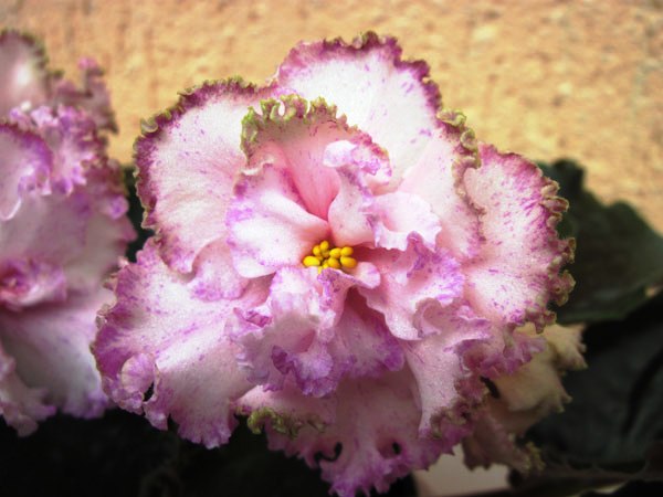 IMG_5861.jpg