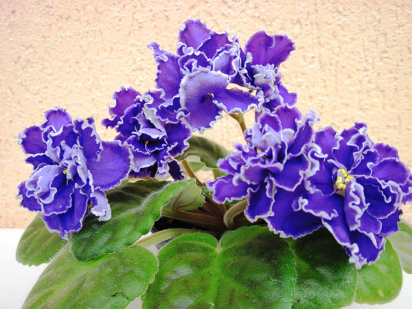 IMG_5796.jpg