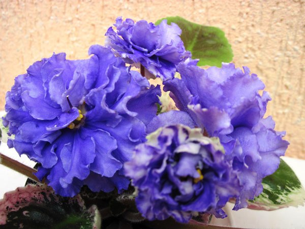 IMG_6033.jpg