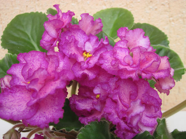 IMG_5962.jpg