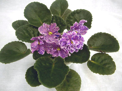 Натали-1.jpg