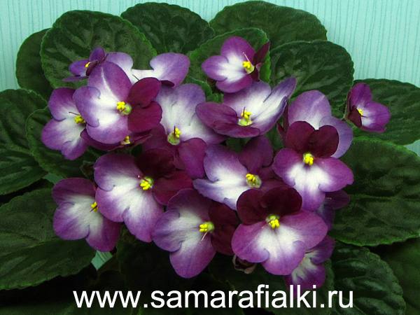 сити лайн Тренди ред_rs  5.jpg