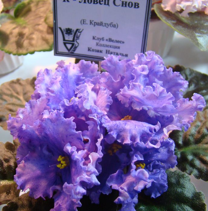 DSC07861.JPG