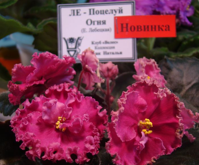 DSC07865.JPG