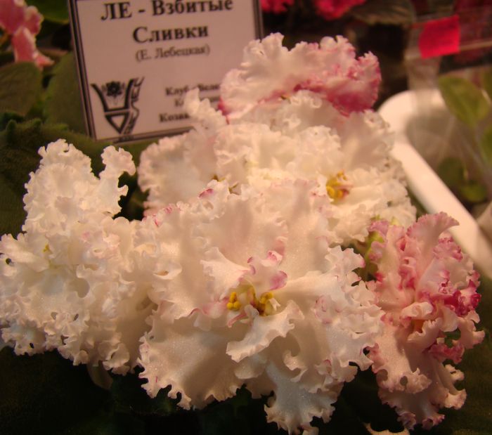 DSC07868.JPG