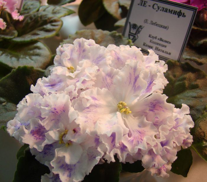 DSC07870.JPG