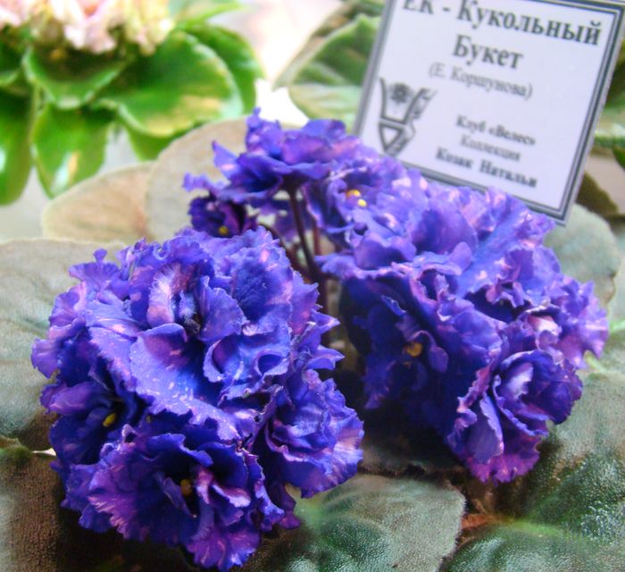 DSC07878.JPG